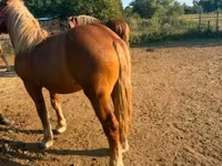 Yegua, Hungarian horse breed — foto 4