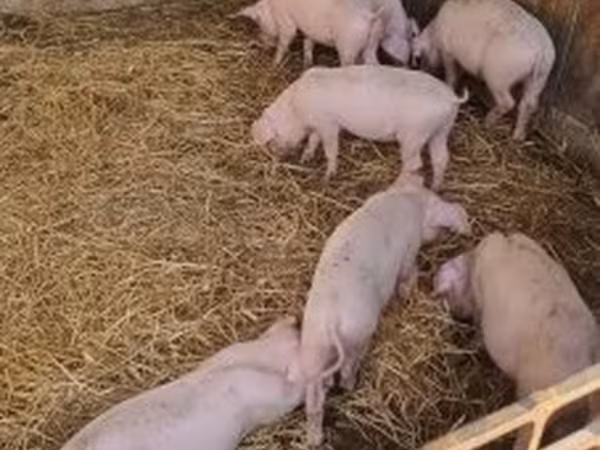 Pigs (batch, sex not specified), Pigs — Hungary