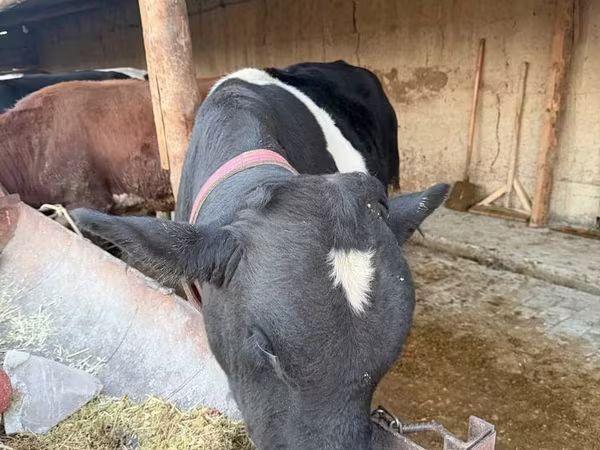 Cattle (batch, sex not specified), Russian Black pied cattle
