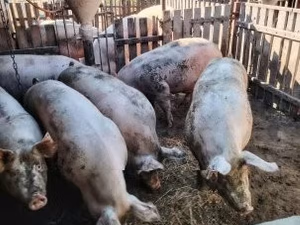 母猪, Крупная белая