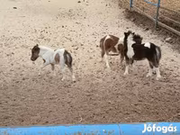 Caballo, Shetland Pony — foto 4