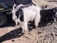 عنزة, Angora goats — الصورة 1