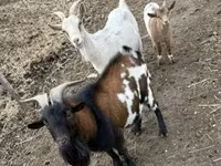 बकरियाँ (लॉट, लिंग निर्दिष्ट नहीं), बकरियाँ — फ़ोटो 4
