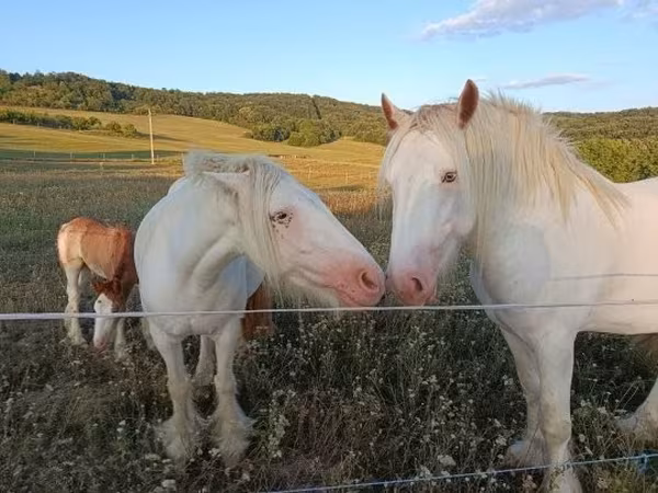 Koně (série, pohlaví neuvedeno), Gypsy horse