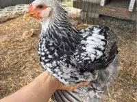 Brahma — zdjęcie 2