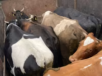 Bika, Russian Black pied cattle — 2. fotó