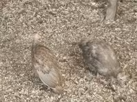 Guinea fowl — Foto 1