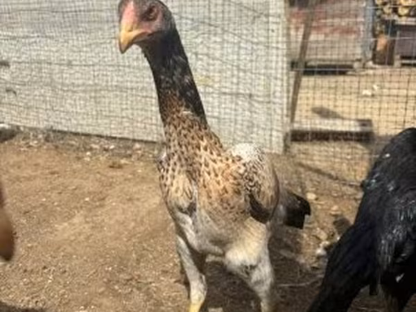 Chickens — Magyarország