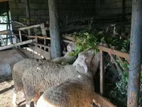 Kos, Baerchuke sheep — 4. fotó