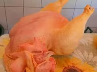 Chickens — 1-сурет