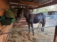 Mare, Lipizzaner — photo 2