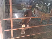 Vaca, Raça Holstein — foto 4
