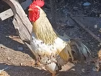 Chickens — 3-сурет