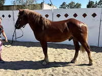 Horse (M), Russian Heavy Draft — photo 6