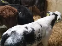 ثور, Simmental cattle — الصورة 6