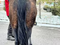 Jument, Akhal-Teke — photo 6