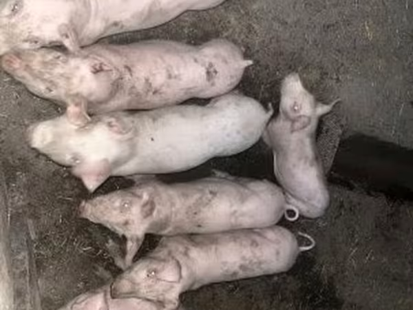 母猪, Pigs