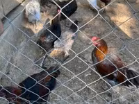 Marans — 3. fotó