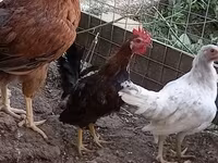 Chickens — photo 1