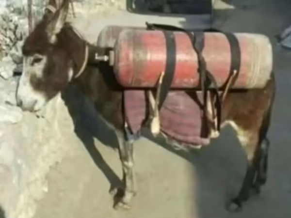 Égua, Cavalos
