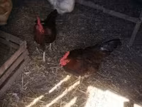 Chickens — foto 3