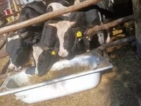 Bull, Holstein breed — photo 2