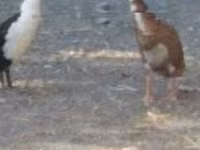 Ducks — photo 3