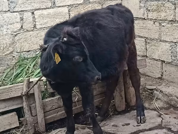 Tehén, Aberdeen-Angus