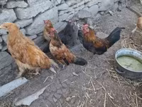 याकीडो — फ़ोटो 3