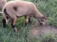 Ram, Cameroon sheep — photo 3
