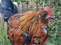 Chickens — Foto 2