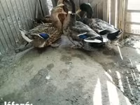 Ducks — Foto 5