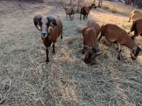 Kos, Cameroon sheep — 1. fotó