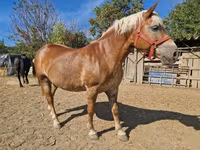 母马, Horses — 照片 5
