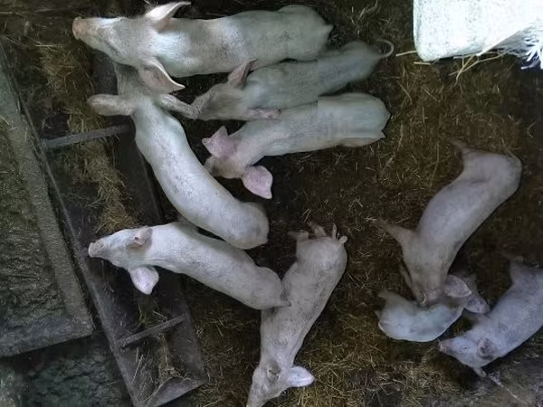 नर सूअर, सूअर — हंगरी
