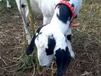 عنزة, Nubian Goat — الصورة 4