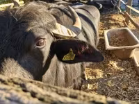गाय, बिफालो — फ़ोटो 4