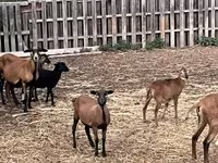 Schaf, Cameroon sheep — Foto 3