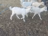 Nőstény kecske, Saanen goat — 2. fotó