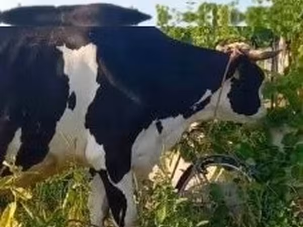 Krava, Holštýnské plemeno — Maďarsko