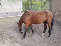Cavalo, Karachay horse — foto 2