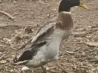 Geese — الصورة 3
