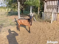 Козёл, Альпийская коза — фото 7