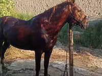Caballo, Karabakh horse — foto 1