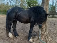Cheval, Gypsy horse — photo 2