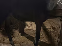 母马, Horses — 照片 3