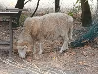 公羊, Racka sheep — 照片 1