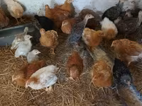 Chickens — Foto 4