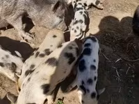 公猪, Pigs — 照片 8