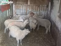 Juhok (tétel, nem megadva), Juhok — 6. fotó